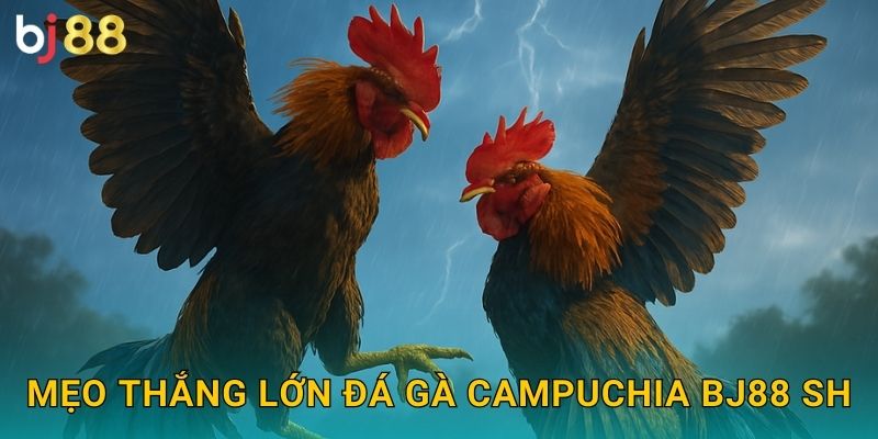 Mẹo thắng lớn đá gà campuchia bj88 sh