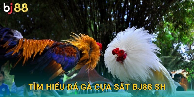 Tìm hiểu đá gà cựa sắt bj88 sh