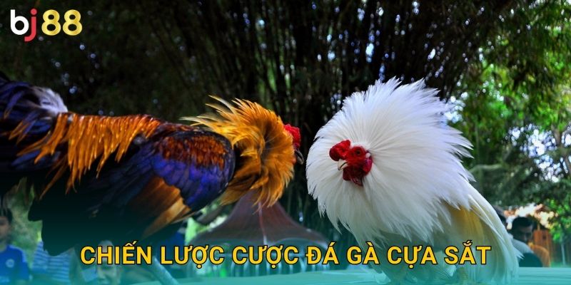 Chiến lược cược đá gà cựa sắt