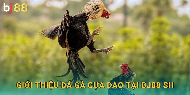 Giới thiệu đá gà cựa dao tại Bj88 sh
