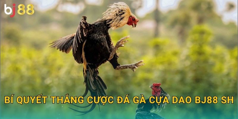 Bí quyết thắng cược đá gà cựa dao bj88 sh