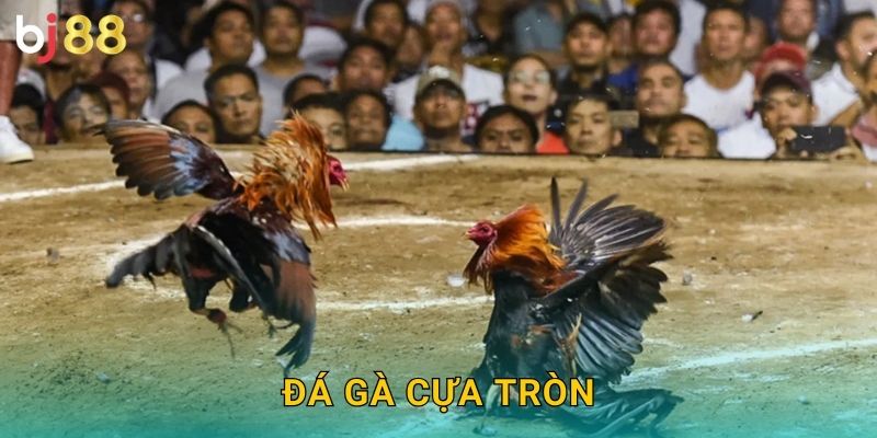 Đá Gà Cựa Tròn Bj88 sh – Truyền Thống Gốc