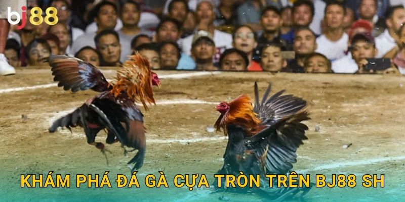 Khám phá đá gà cựa tròn trên Bj88 sh