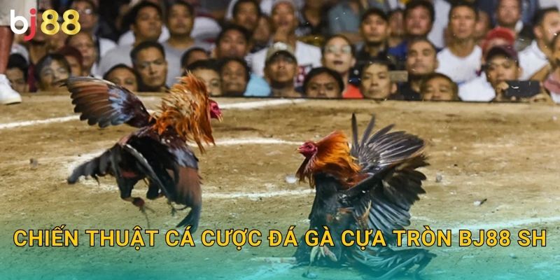 Chiến thuật cá cược đá gà cựa tròn bj88 sh