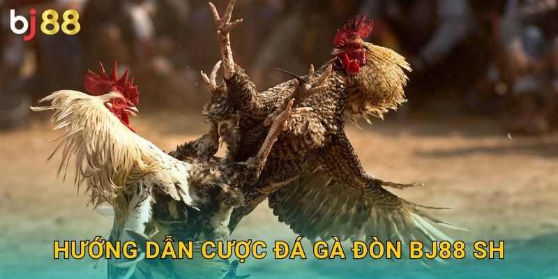 Hướng dẫn cược đá gà đòn bj88 sh