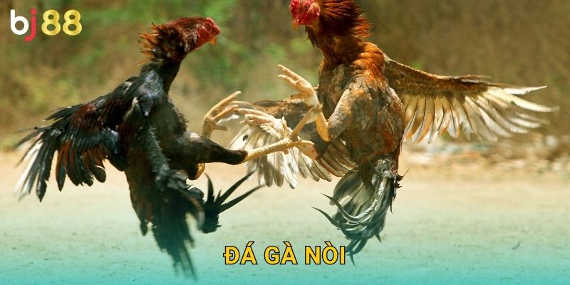 Đá Gà Nòi Bj88 sh – Giống Gà Thuần Chủng
