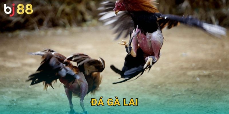 Đá Gà Lai Bj88 sh – Kết Hợp Ưu Thế Giống