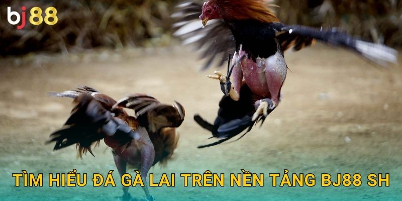 Tìm hiểu đá gà lai trên nền tảng Bj88 sh