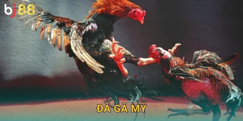 Đá Gà Mỹ Bj88 sh – Giống Gà Cường Tráng