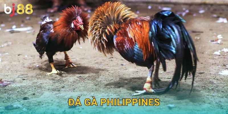 Đá Gà Philippines Bj88 sh – Phong Cách Đảo Quốc