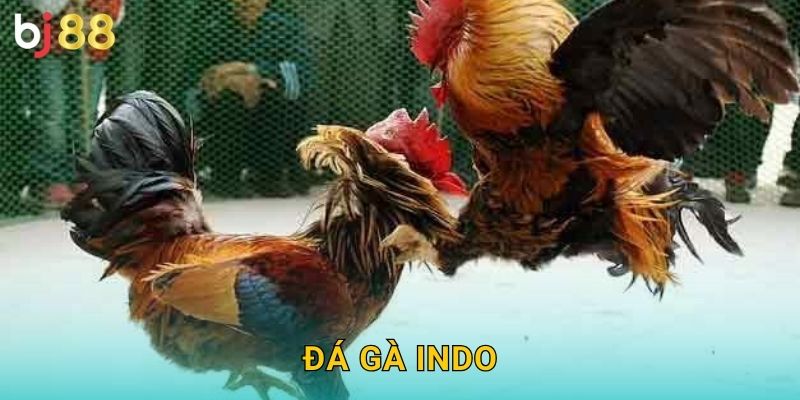 Đá Gà Indo Bj88 sh – Phong Cách Indonesia