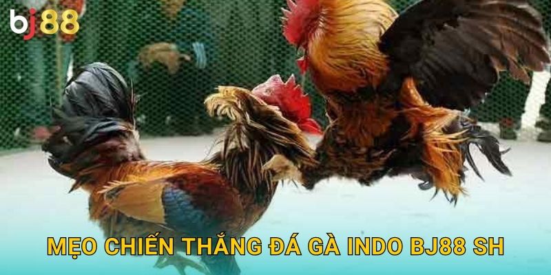 Mẹo chiến thắng đá gà Indo bj88 sh