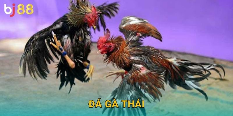 Đá Gà Thái Bj88 sh – Giống Gà Xứ Chùa Vàng