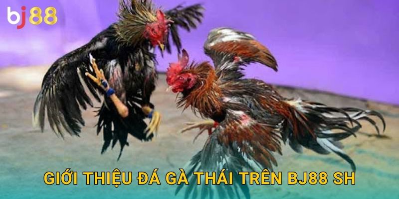 Giới thiệu đá gà Thái trên Bj88 sh