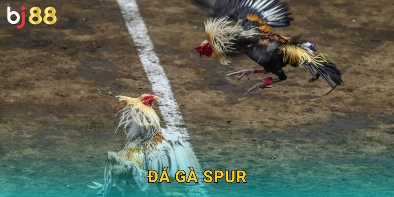 Đá Gà Spur Bj88 sh – Cựa Nhân Tạo Hiện Đại