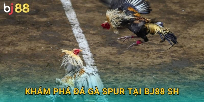 Khám phá đá gà Spur tại Bj88 sh