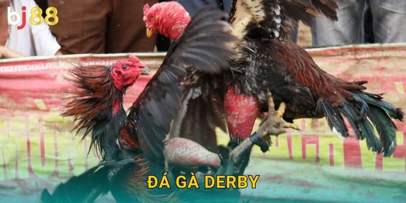 Đá Gà Derby Bj88 sh – Giải Đấu Lớn Nhất