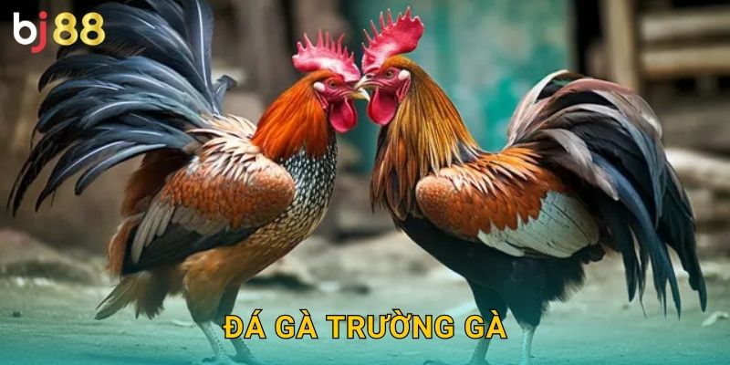 Đá Gà Trường Gà Bj88 sh – Sân Chơi Chuyên Nghiệp