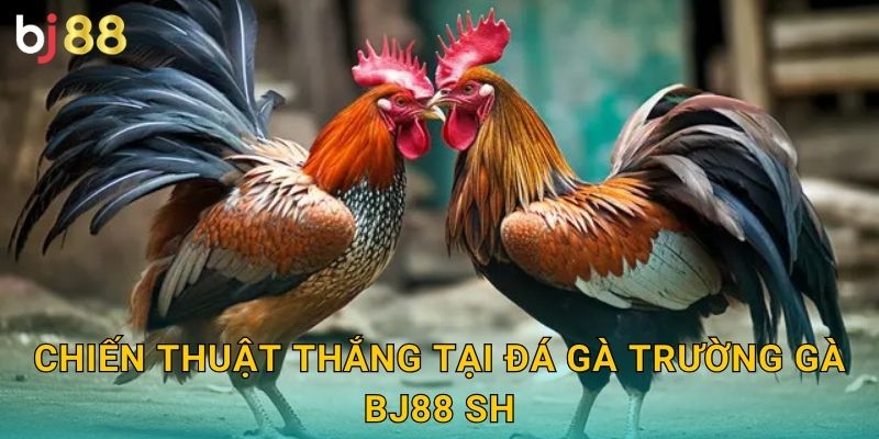 Chiến thuật thắng tại đá gà trường gà bj88 sh