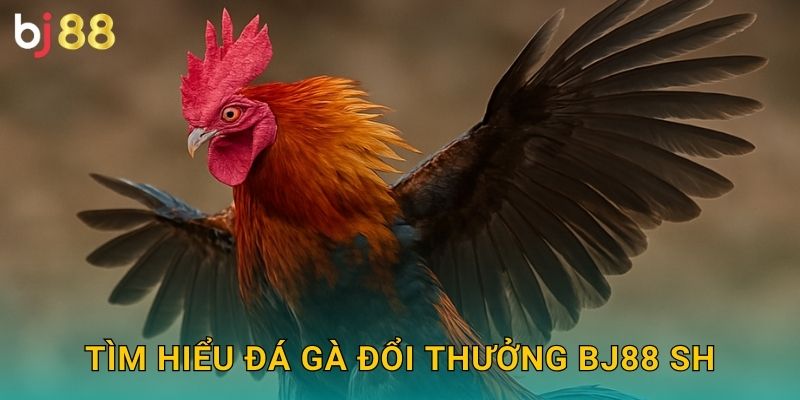 Tìm hiểu đá gà đổi thưởng bj88 sh