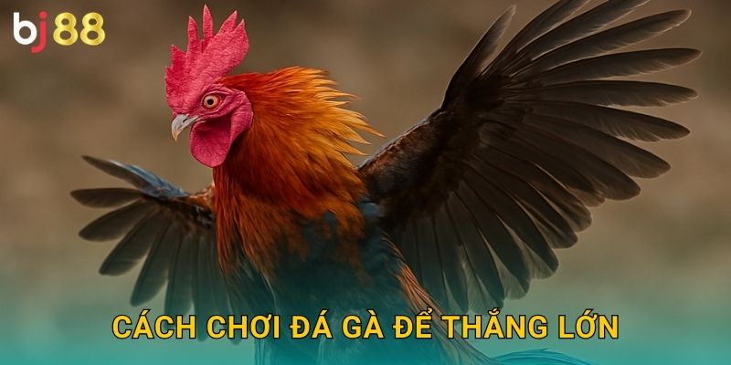 Cách chơi đá gà để thắng lớn