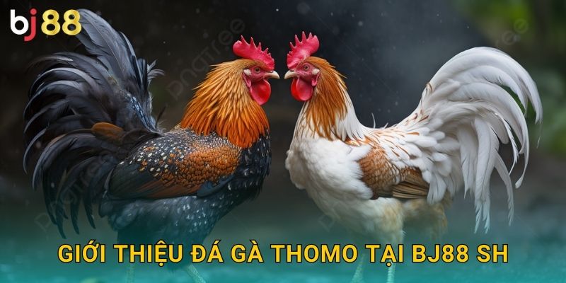 Giới thiệu đá gà Thomo tại Bj88 sh